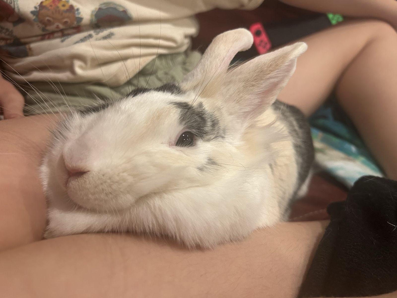 Pet Rabbit - White, Black, and Tan Harlequin/Spotted Bunny