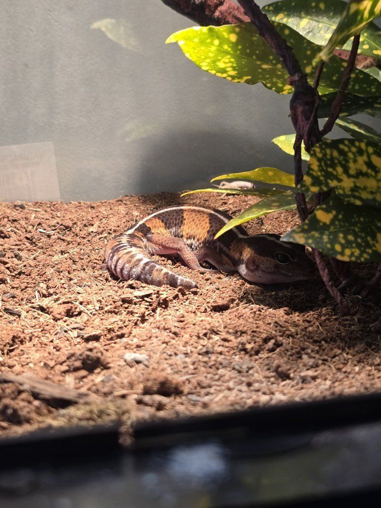 African Fat Tailed Gecko with Terrarium and all accessories.