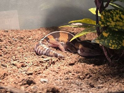 African Fat Tailed Gecko with Terrarium and all accessories.