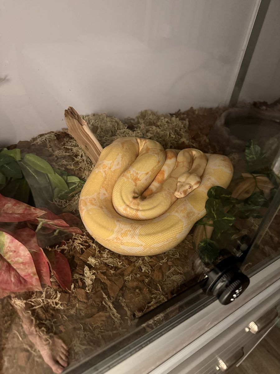 Albino Boa Snake