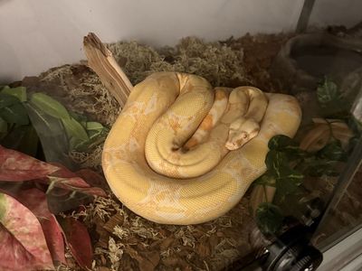Albino Boa Snake