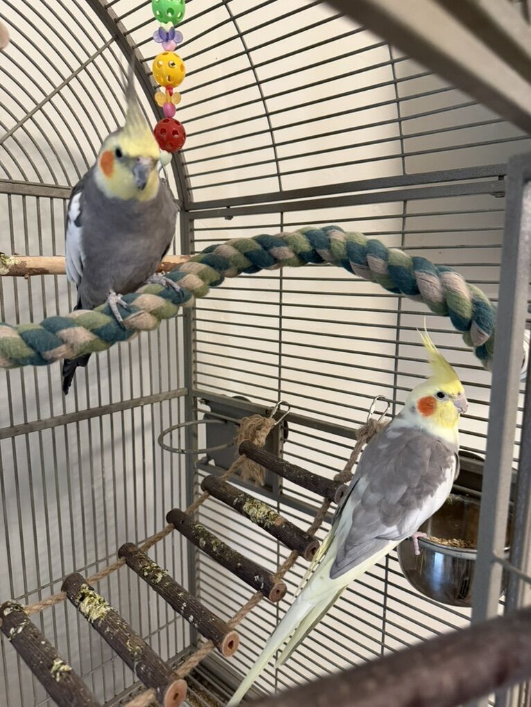 male Cockatiels