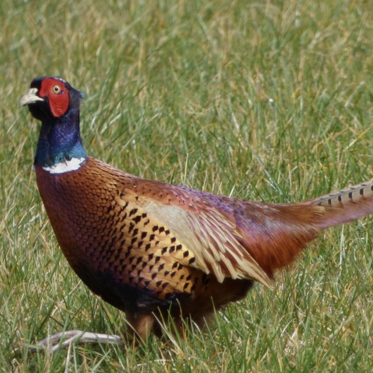 Chinese Ringneck Pheasants