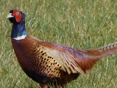 Chinese Ringneck Pheasants