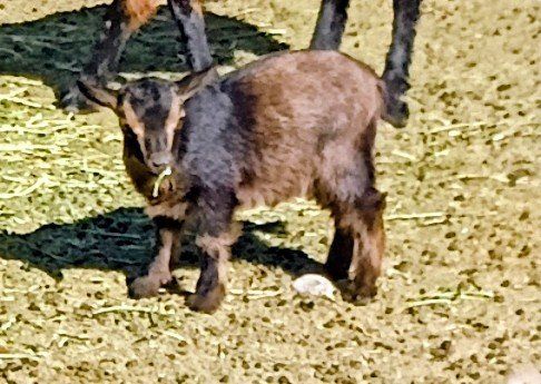 Nigerian goats.