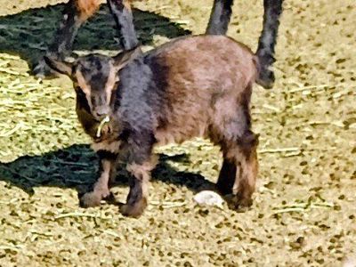 Nigerian goats.
