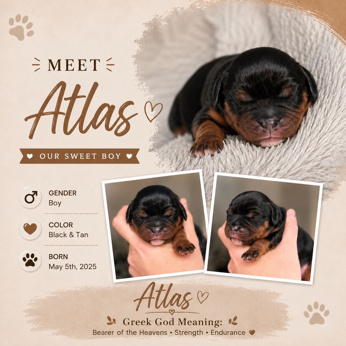 Cavalier King Charles Spaniel Puppies