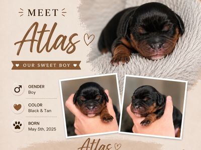 Cavalier King Charles Spaniel Puppies