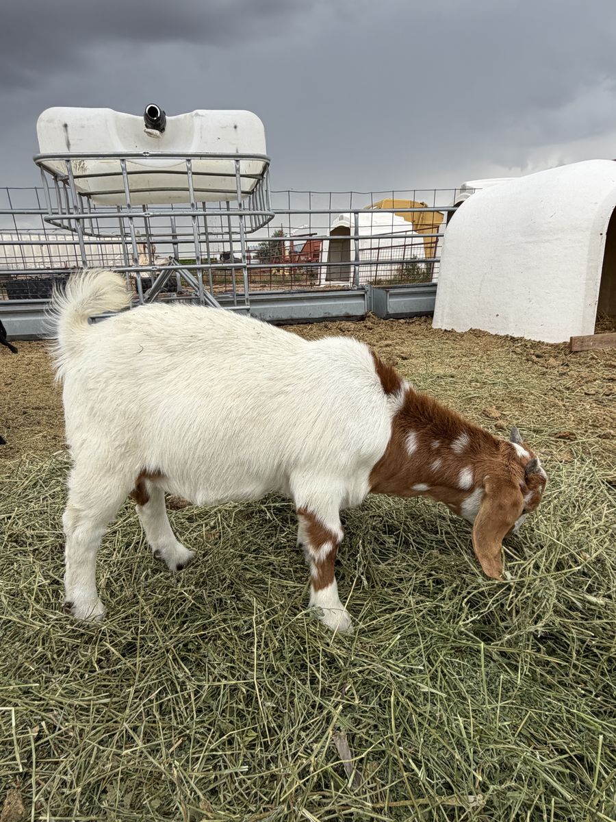 Baby Boer Buckling