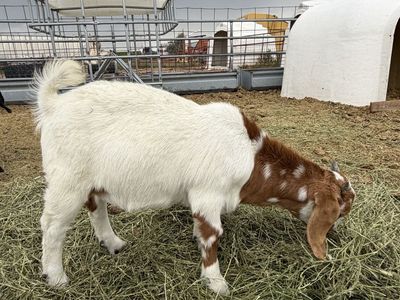 Baby Boer Buckling