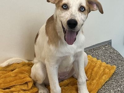 Hello my name is Sunflower