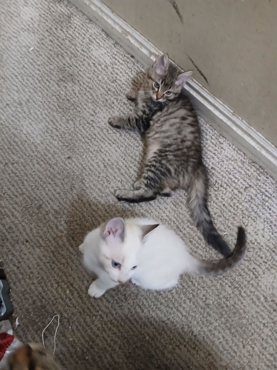 Kittens $20 each