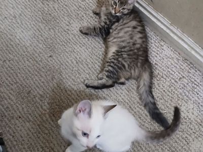 Kittens $20 each