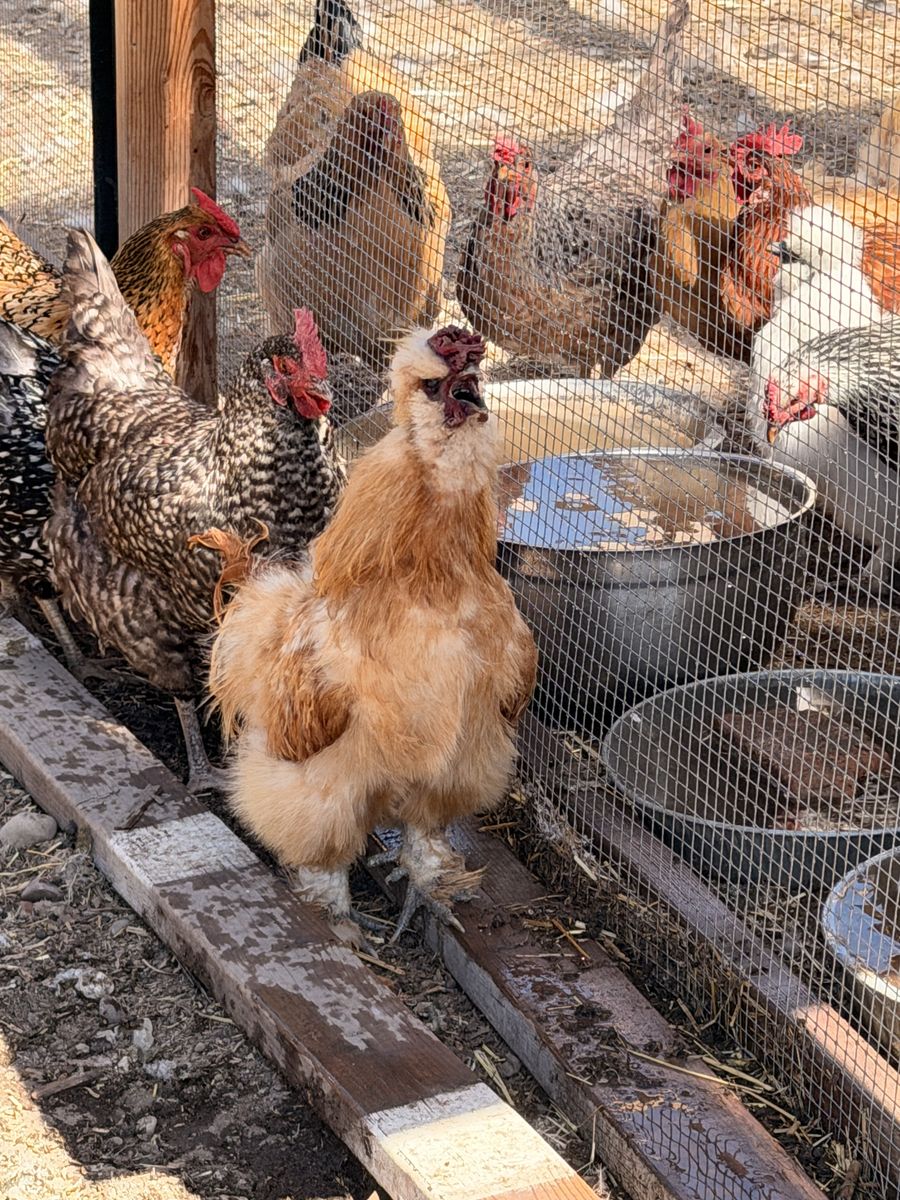 FREE 3 SILKIE ROOSTERS