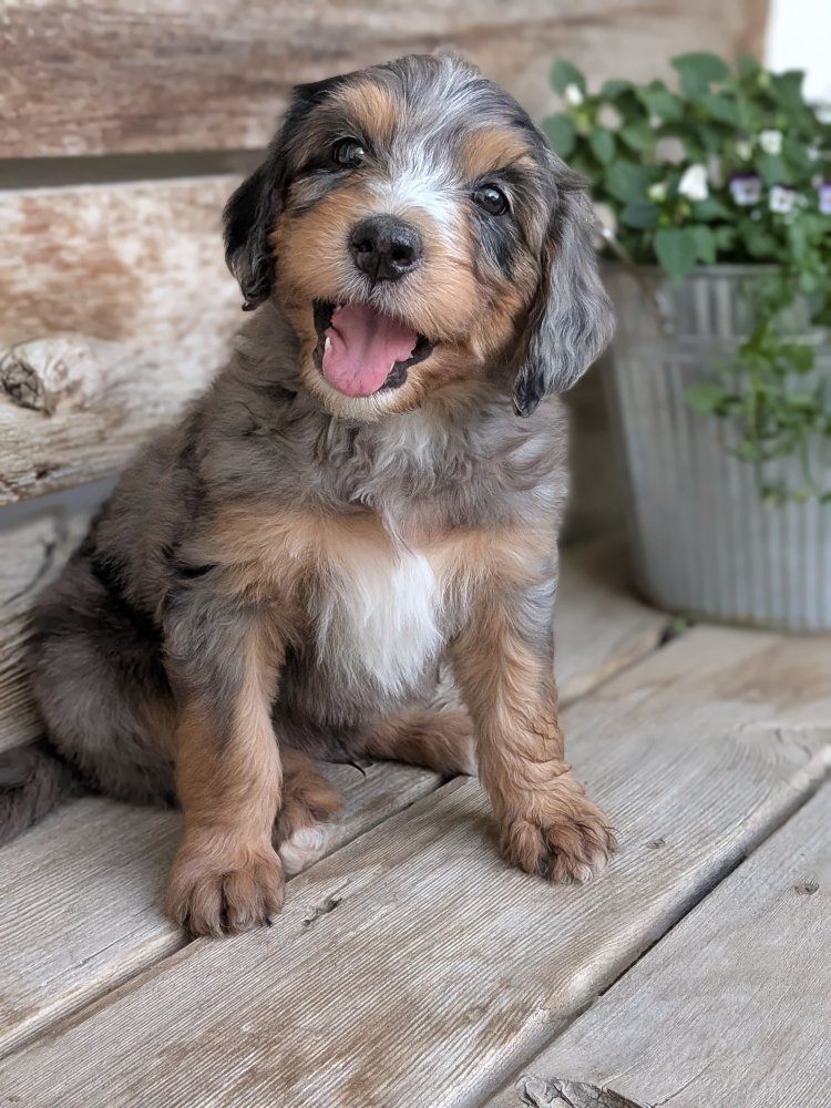 Adorable Bernedoodle Puppies For Sale - Multi-Color, Well-Socialized, Ready for New Homes