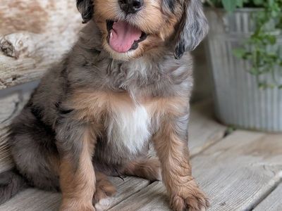 Adorable Bernedoodle Puppies For Sale - Multi-Color, Well-Socialized, Ready for New Homes