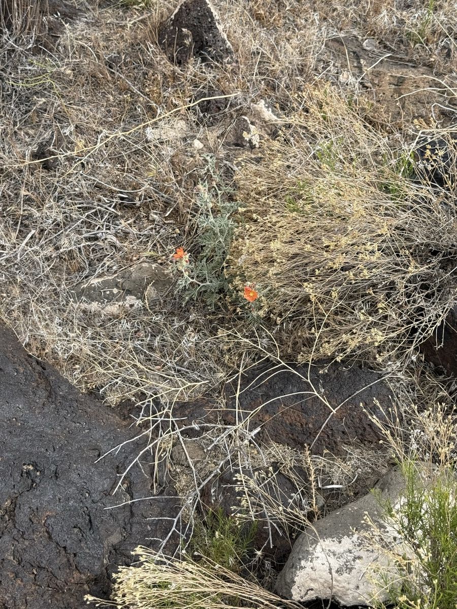 Main image 7