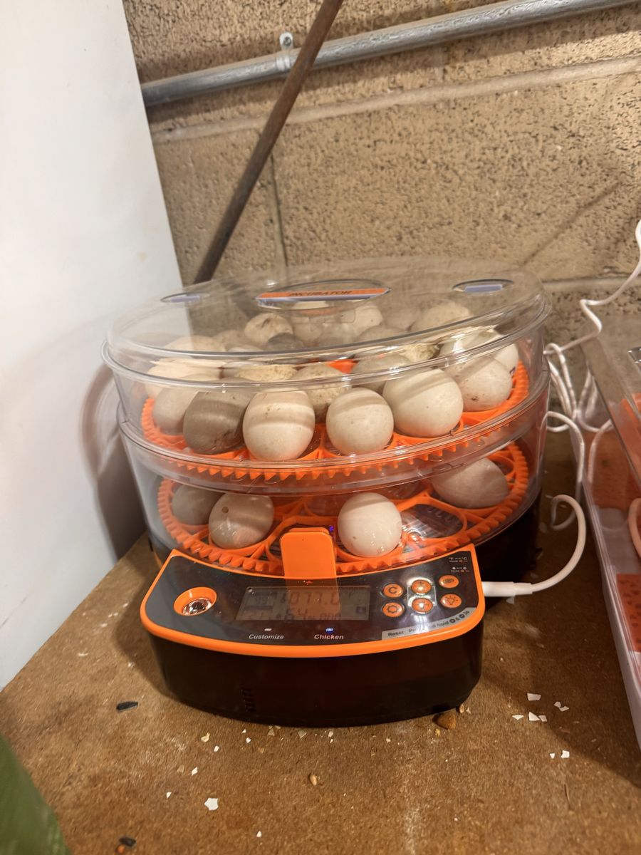 Fertalized Duck Eggs