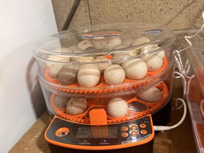 Fertalized Duck Eggs