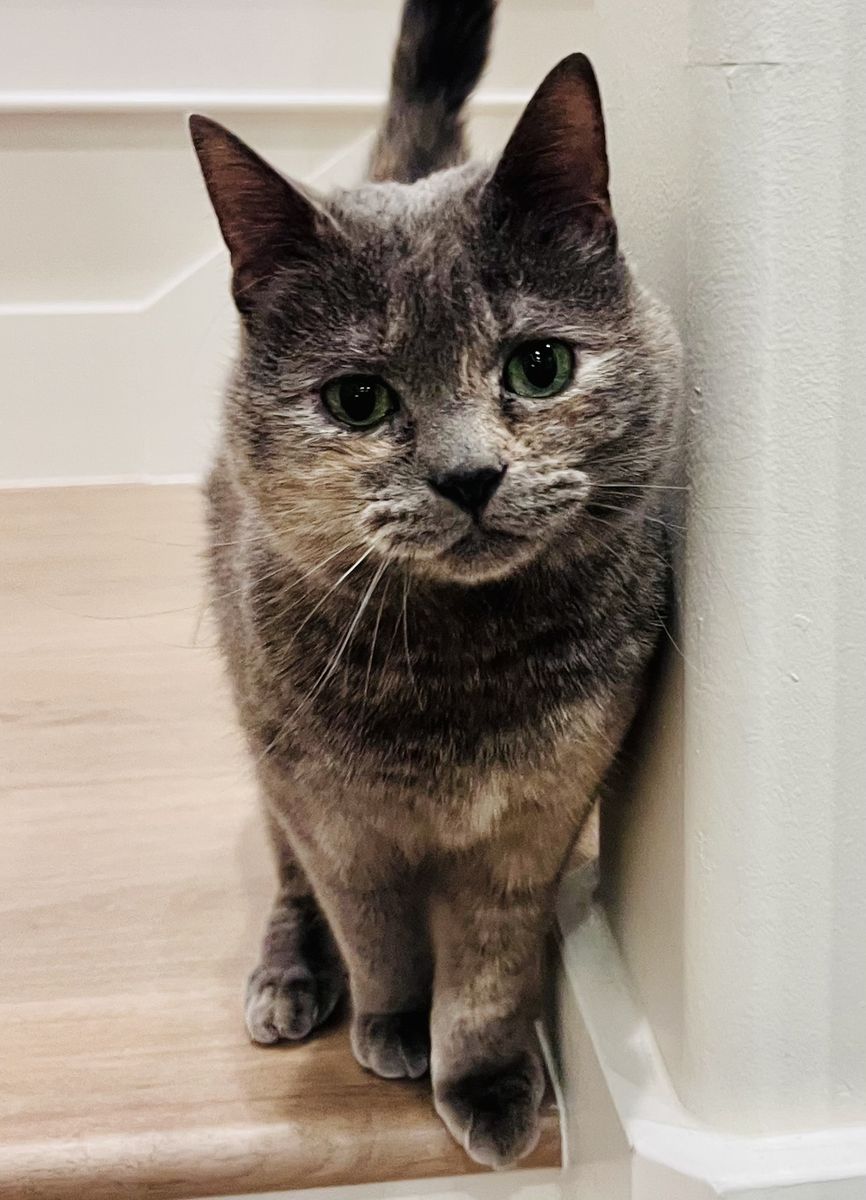 Rue - gentle 6 year old cat