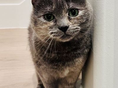 Rue - gentle 6 year old cat