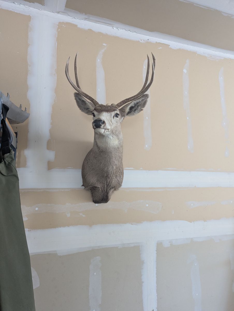 3 point deer mount