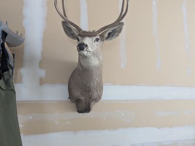 3 point deer mount