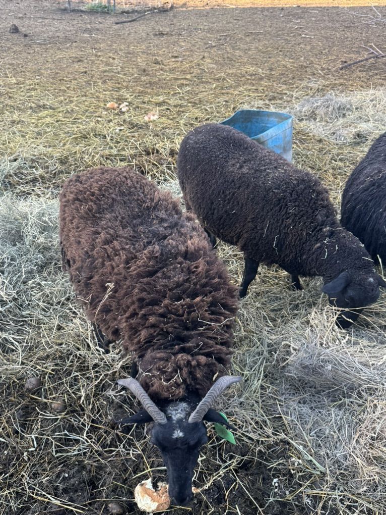 Icelandic Dorper Cross Ewes