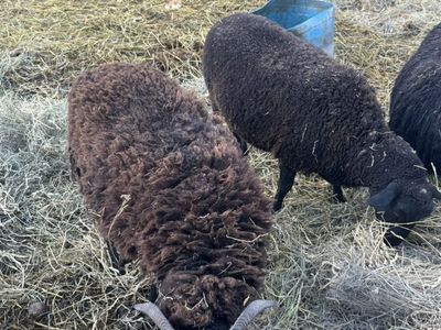 Icelandic Dorper Cross Ewes