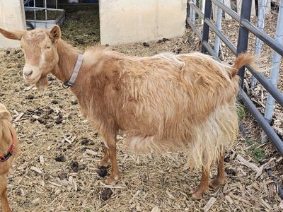 Papered/ registered Golden Gurnsey Milking Doe