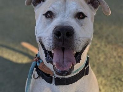 Hello my name is Mr. Bowser