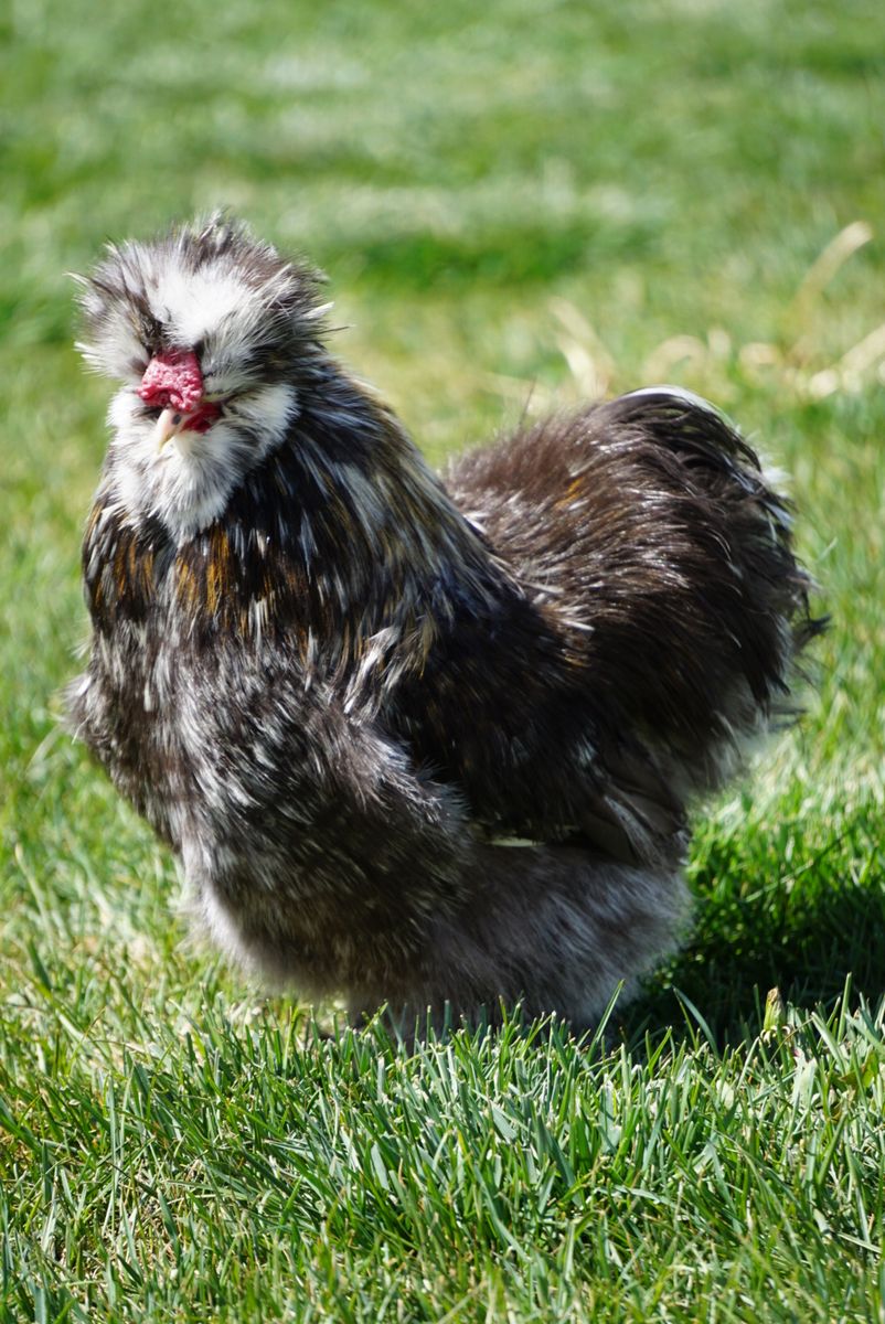 Three FREE Silkie Roosters