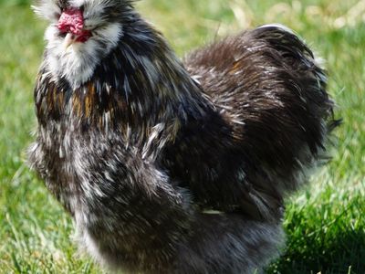 Three FREE Silkie Roosters