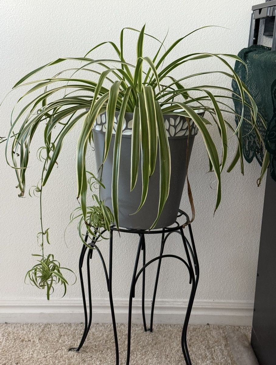 Spider plant