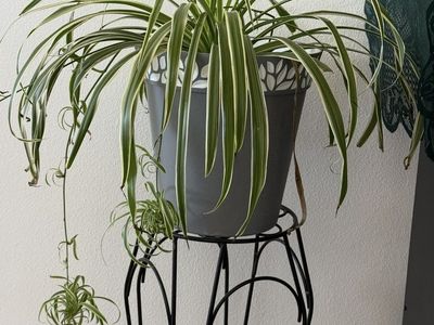 Spider plant