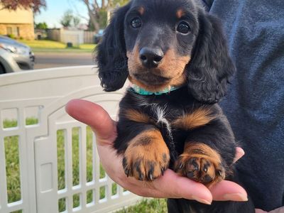 Long-haired mini dachshund