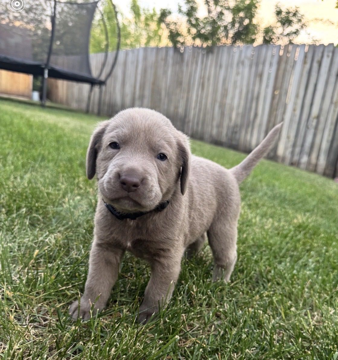 AKC Registered Silver Lab Puppies - Male & Female - Dew Claws Removed, First Shots