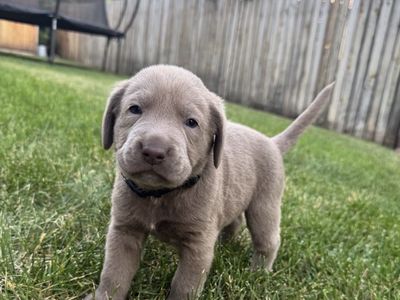 AKC Registered Silver Lab Puppies - Male & Female - Dew Claws Removed, First Shots