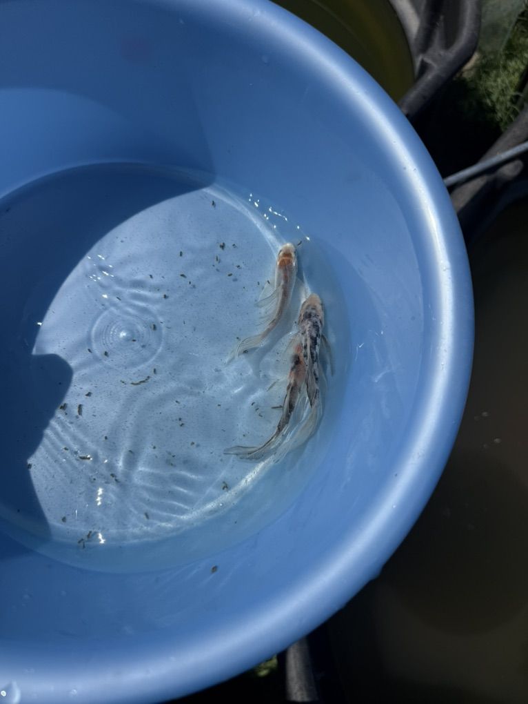 butterfly Koi