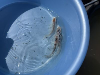 butterfly Koi