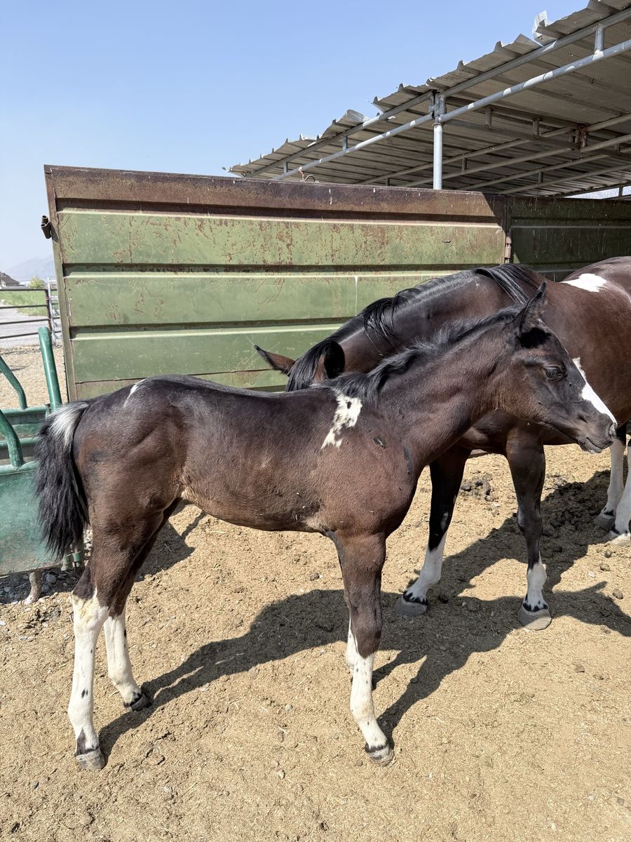 APHA Black bay filly 