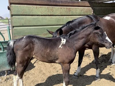 APHA Black bay filly