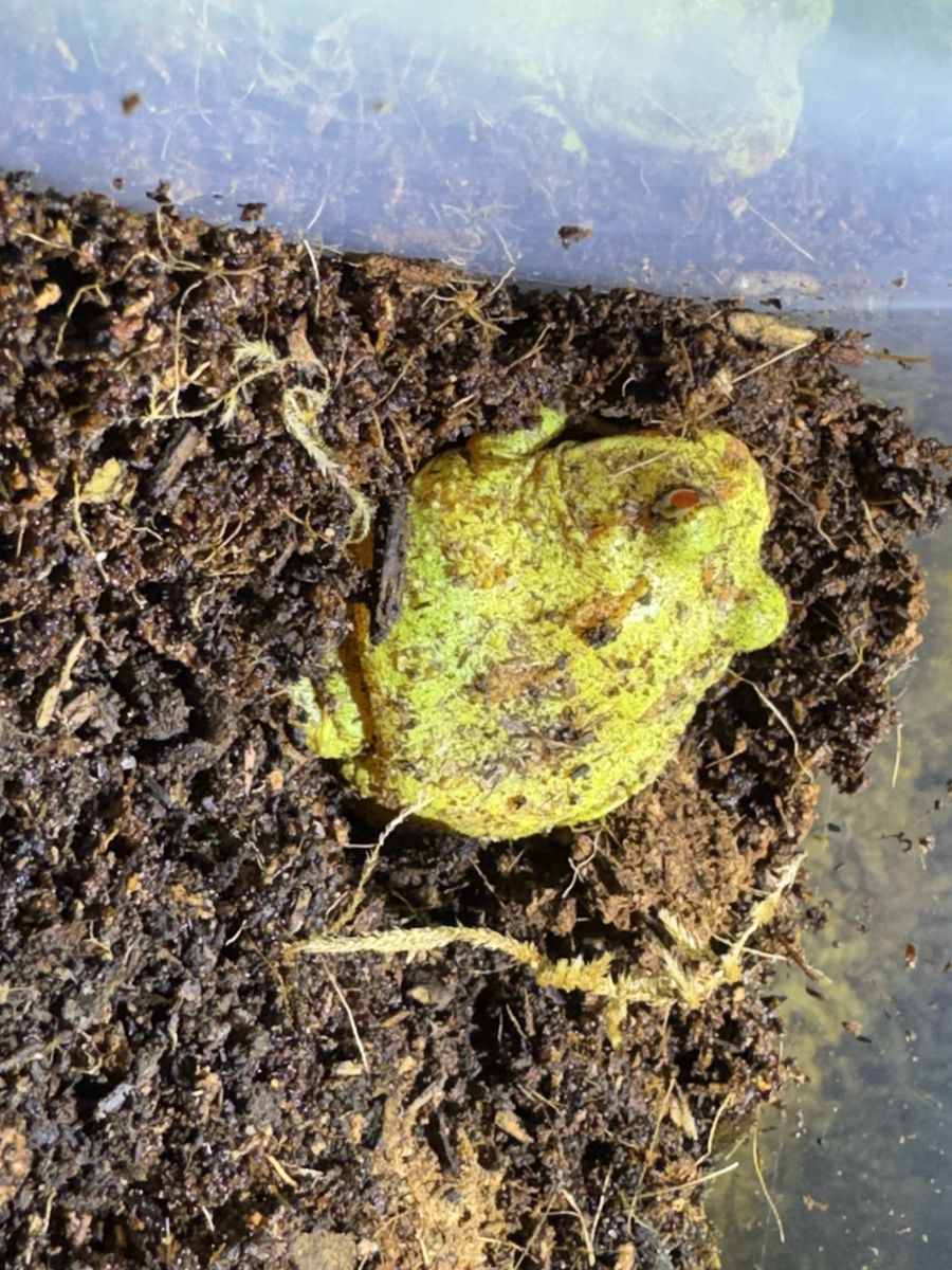 Albino Pac-Man frog