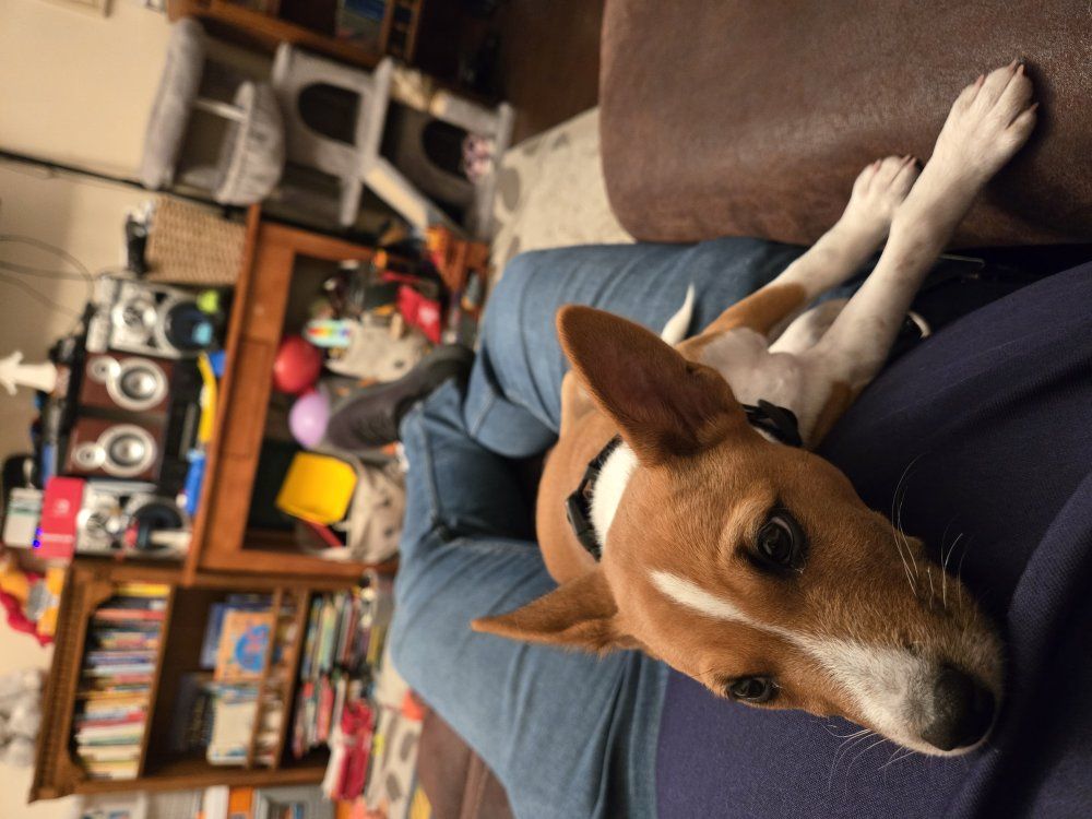 Male Basenji Puppy - Anakin