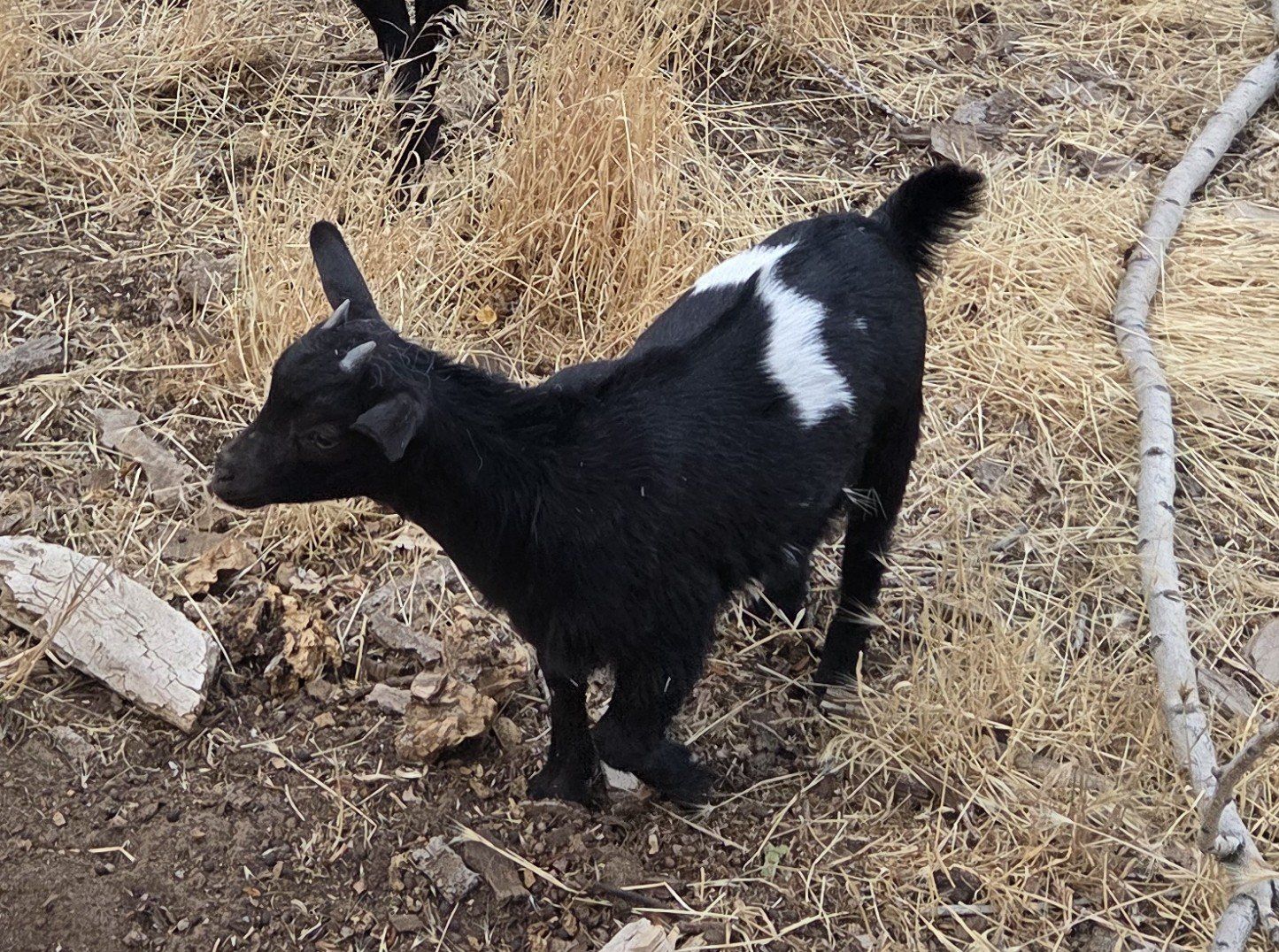 Nigerian Dwarf Goat - Doelings and Bucklings