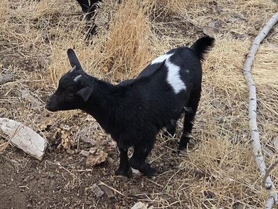 Nigerian Dwarf Goat - Doelings and Bucklings