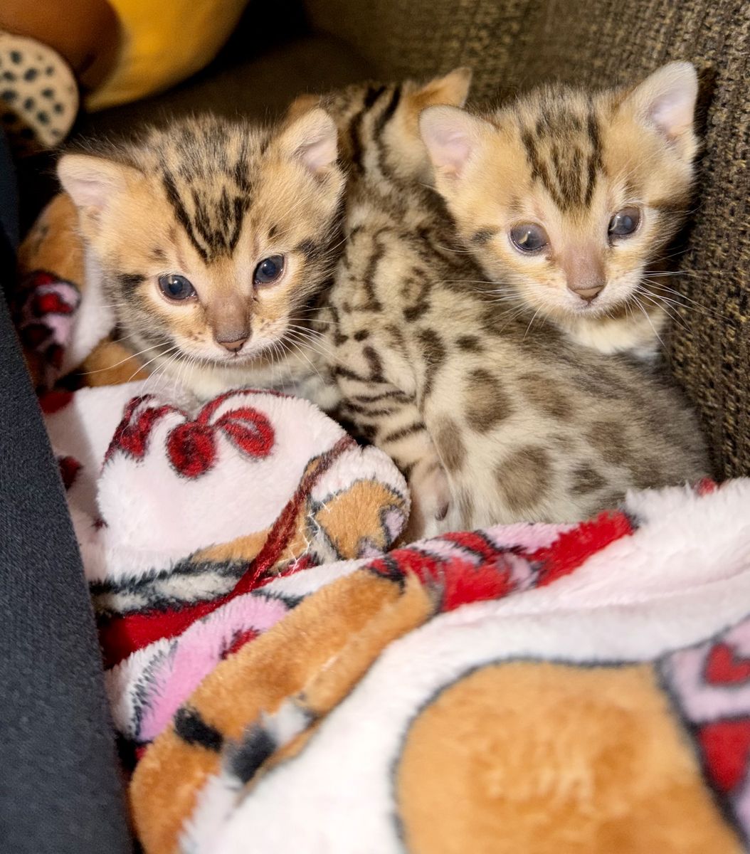 New Born Bengal Kittens