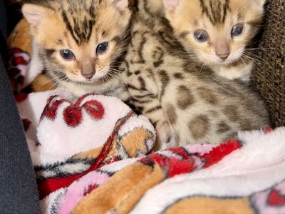 New Born Bengal Kittens