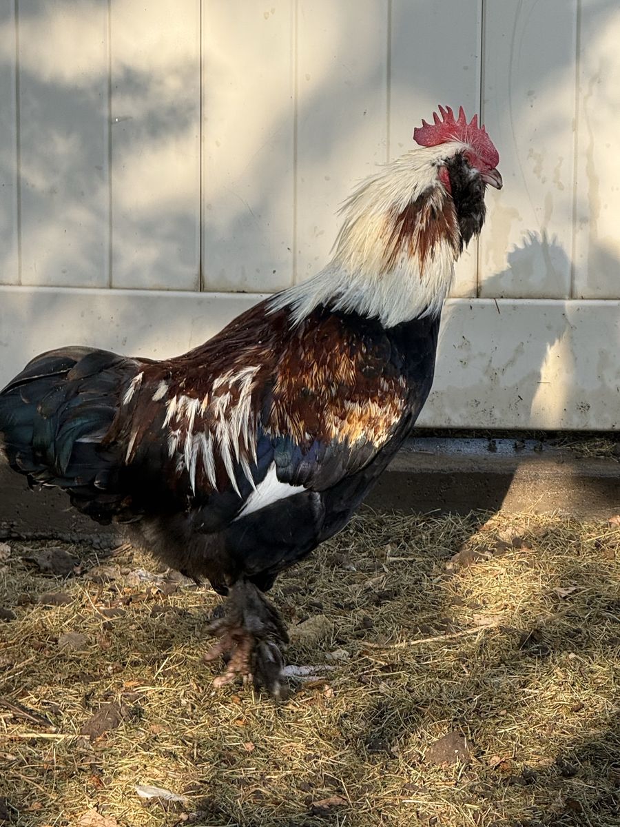 Easter egger rooster!