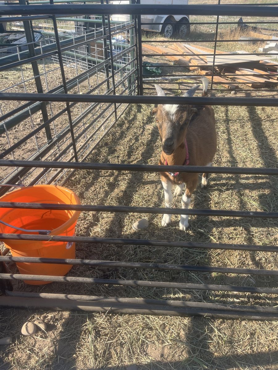 Kiko La Mancha Goat Wether